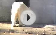 Louisville Zoo Polar Bear Acting Strange