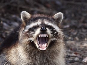 A sign of rabies in a raccoon is aggression and no fear of humans