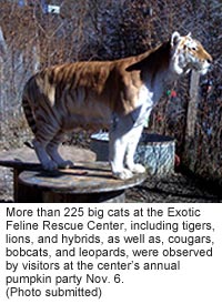 A tiger at the Exotic Feline Rescue Center