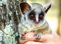 bush baby1