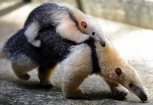 Tamandua with a baby on her back