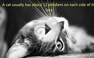 7 STRANGE FACTS ABOUT CATS