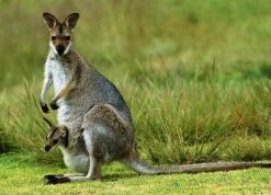 wallaby4