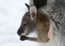 wallaby6