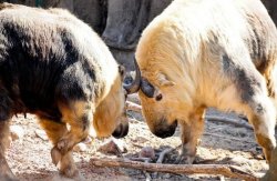 Why This Strange-Looking Animal Has A Nose Like A Penguin's Foot